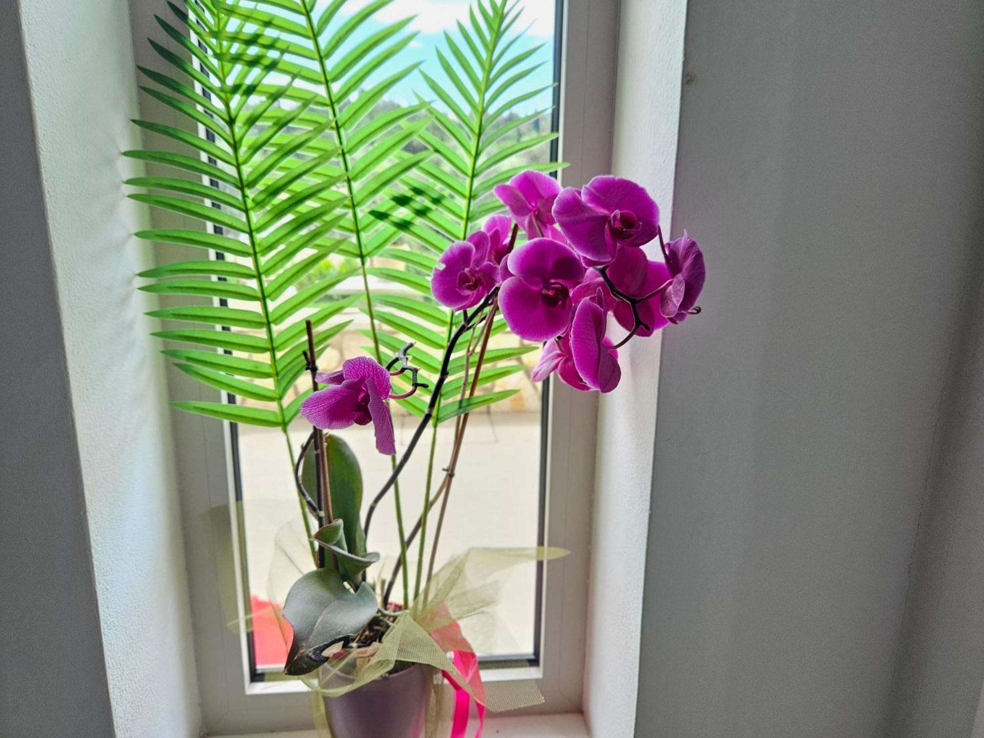 Apartament Grey Luxury House